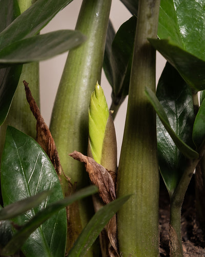 Nahaufnahme einer Glücksfeder-Pflanze aus dem Trio für den farblosen Daumen. Zwischen dunkleren Stielen und Blättern wächst ein hellgrüner Trieb. Ein trockenes, braunes Blatt umhüllt den neuen Wuchs teilweise, an dessen Basis Erde sichtbar ist.