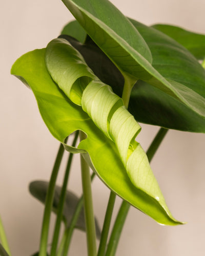 Ein leuchtend grünes Blatt der Monstera deliciosa entfaltet sich mit strahlendem Glanz inmitten des reifen Laubs, während eine sanft verschwommene Hoya kerrii im Hintergrund für Charme sorgt – Teil des üppigen „Trio Infernale“.