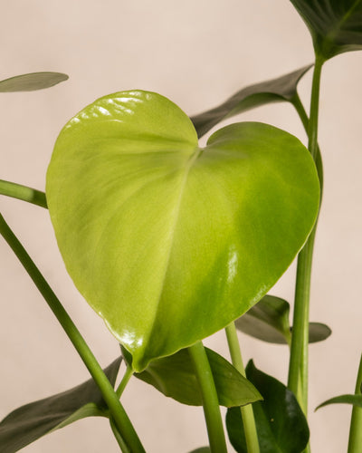 Eine Nahaufnahme zeigt ein leuchtend grünes, herzförmiges Blatt der Pflanze Trio Infernale mit glänzender Oberfläche. Seine schlanken Stiele heben sich von einem neutralen, hellen Hintergrund ab.