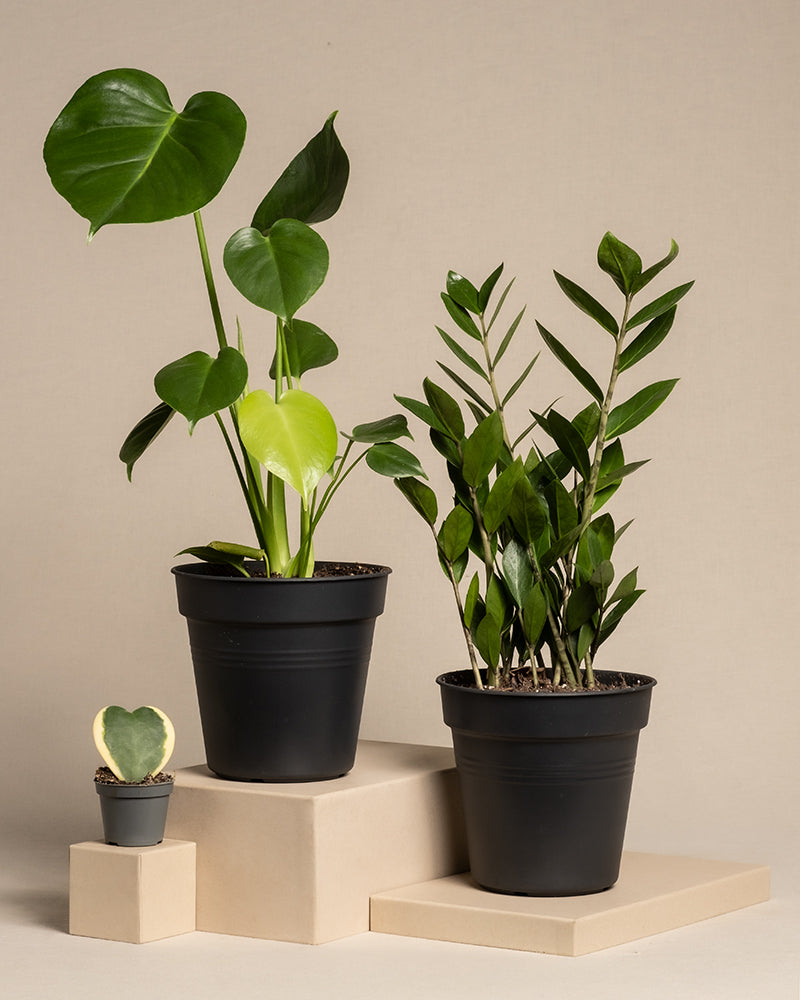 Das Trio Infernale besteht aus einer kleinen Hoya kerrii mit herzförmigem Blatt und zwei größeren grünen Pflanzen, darunter eine Monstera deliciosa, alle in schwarzen Töpfen auf beigen Plattformen vor einem neutralen Hintergrund.