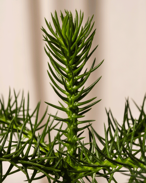 Nahaufnahme von stacheligen grünen Zweigen der Kleinen Überraschungspflanzen (3er Set), einer auffälligen Ergänzung jeder Pflanzensammlung, mit scharf zugespitzten Blättern vor einem sanft verschwommenen, neutralen Hintergrund.