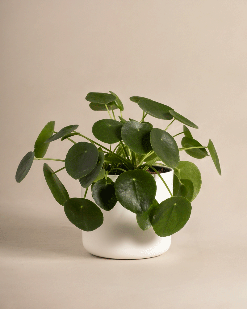 Eine Ufopflanze mit ihren runden, flachen grünen Blättern sitzt elegant in einem einfachen weißen Topf vor einem neutralen beigen Hintergrund, was ihre minimalistische Ausstrahlung verstärkt.