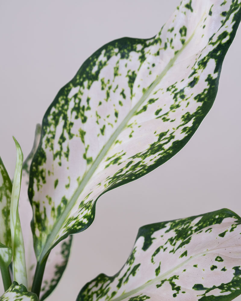 Detailaufnahme der panaschierten Blätter einer Aglaonema Vanilla Baby.