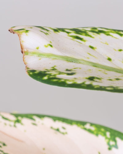 Detailaufnahme eines Blattes mit kleinem Makel einer Aglaonema Vanilla Baby.