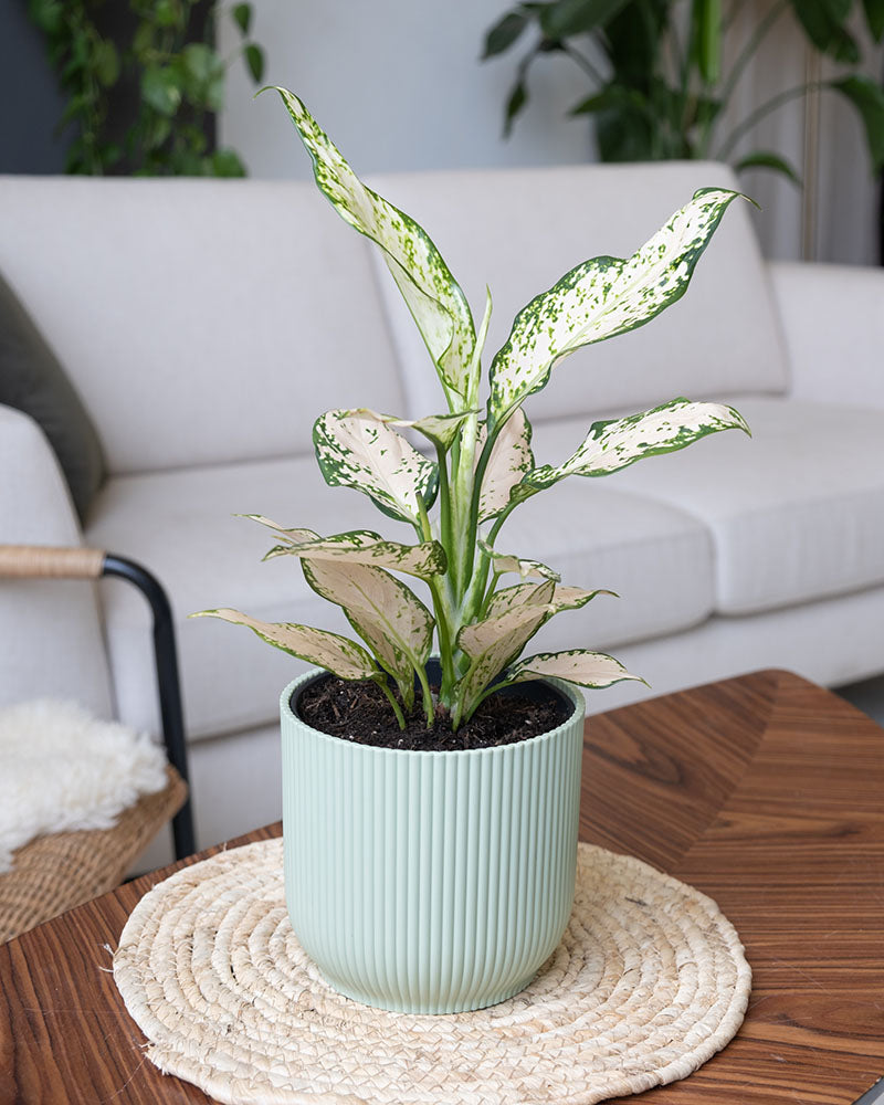 Aglaonema Vanilla Baby in mintfarbenem Übertopf in einem Wohnzimmersetting.