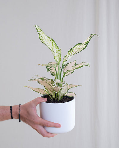 Aglaonema Vanilla Baby in weißem Kunststofftopf wird von einer Hand von links ins Bild gehalten.