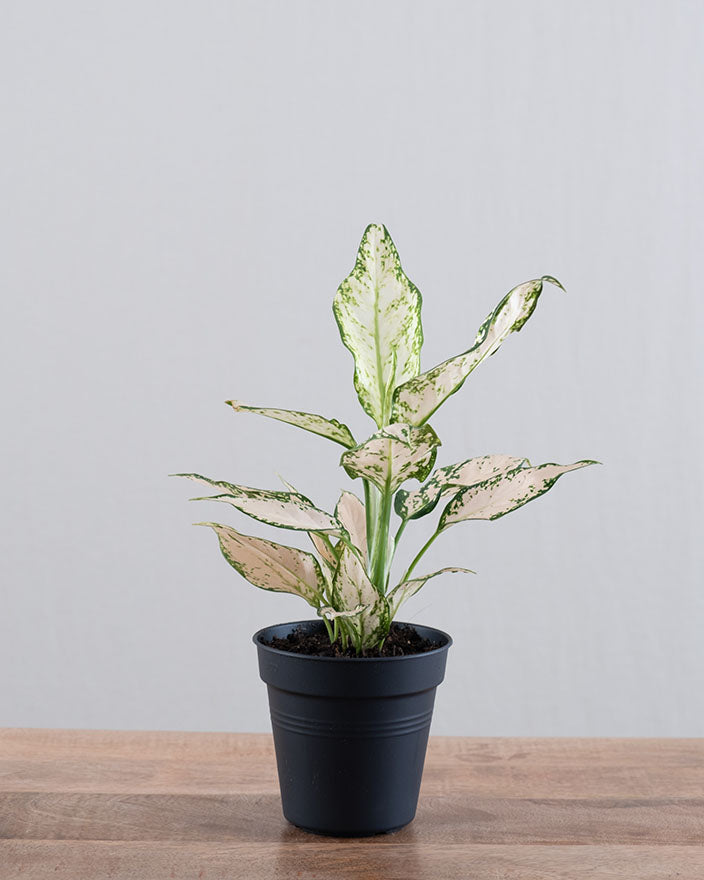 Aglaonema Vanilla Baby ohne Übertopf auf Holztisch.