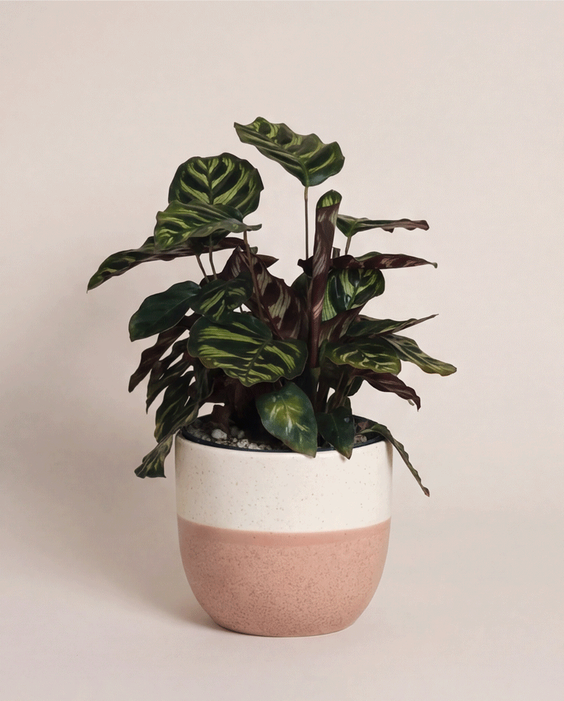 Eine Kleine Calathea makoyana - feey, auch Pfauen-Korbmarante genannt, hat gestreifte grüne Blätter und wird in einem rosa-weißen Keramiktopf vor einem neutralen Hintergrund präsentiert - eine elegante Zimmerpflanze für jeden Raum.