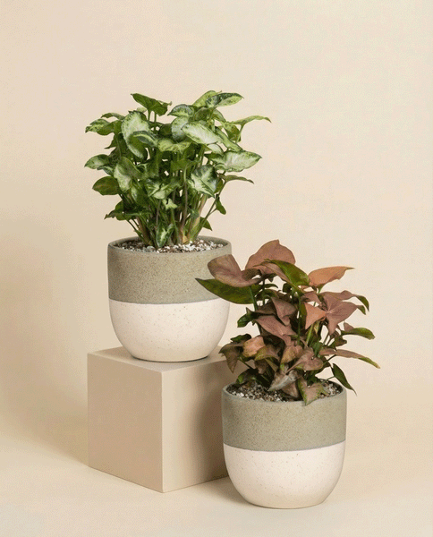 Schweizer Syngonium-Duo