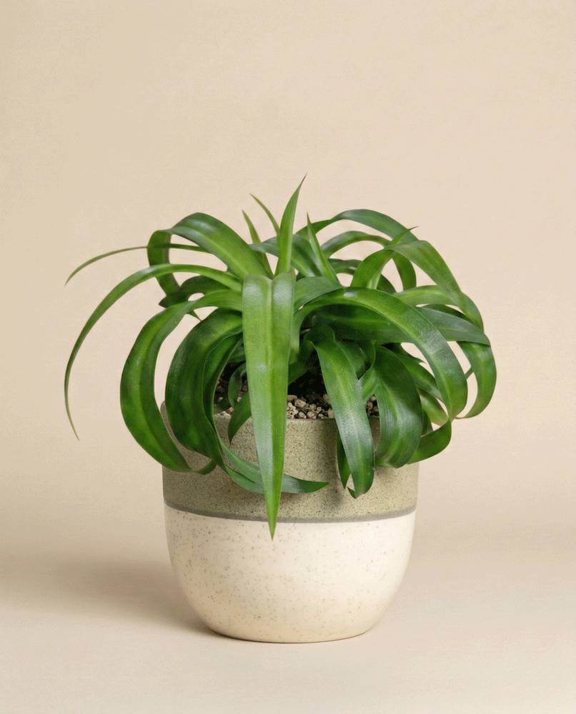 Die Grünlilie 'Green Bonnie' mit ihren langen, geschwungenen Blättern steht in einem zweifarbigen weißen und hellgrünen Keramiktopf vor einem schlichten beigen Hintergrund.