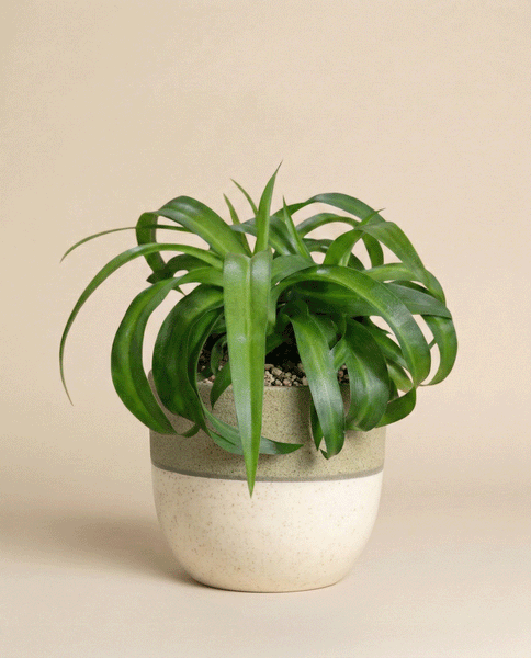 Die Grünlilie 'Green Bonnie' mit ihren langen, geschwungenen Blättern steht in einem zweifarbigen weißen und hellgrünen Keramiktopf vor einem schlichten beigen Hintergrund.