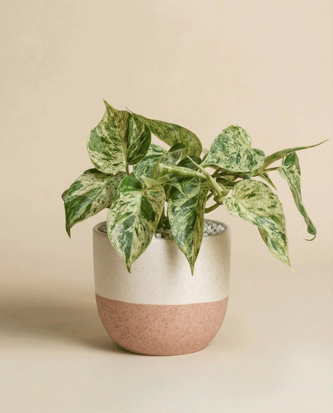 Ein Philodendron 'Oxycardium Variegata' - feey mit grünen und cremefarbenen samtigen Blättern sitzt in einem weiß und rosa gesprenkelten Keramiktopf vor einem einfarbig beigen Hintergrund.