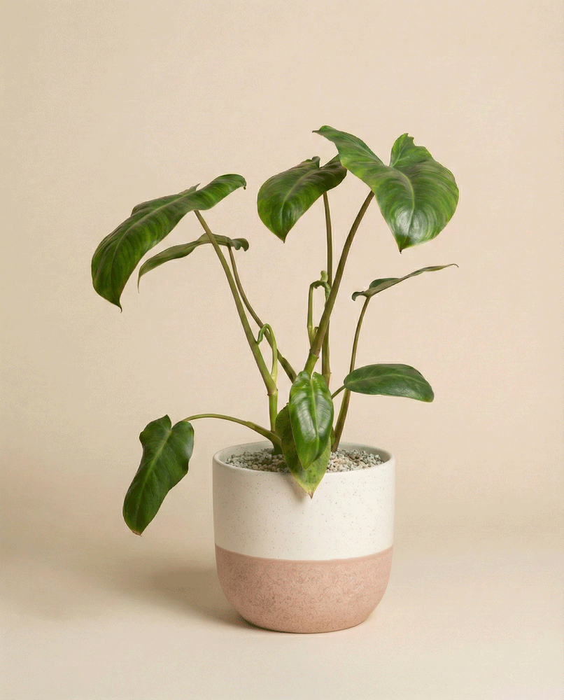 Ein Philodendron 'Paraiso Verde' - eine feige Zimmerpflanze mit großen, glänzend grünen Blättern in einem modernen zweifarbigen Keramiktopf vor einem schlichten beigen Hintergrund.