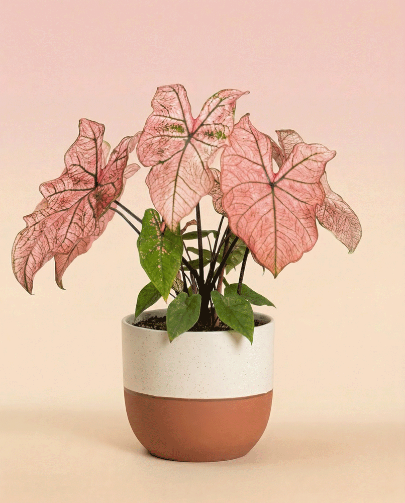 Caladium 'Spring Fling' präsentiert sich mit auffallend rosa und grün geäderten Blättern als lebendige Zimmerpflanze in einem zweifarbigen Topf mit zartrosa und beigem Farbverlauf im Hintergrund.