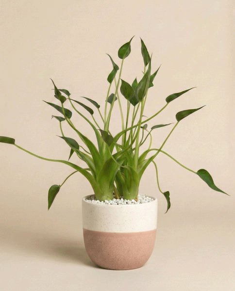 Eine Alocasia 'Tiny Dancer' - eine feige Zimmerpflanze mit einzigartigen, eleganten Blättern - wächst in einem weiß-rosafarbenen Keramiktopf, der mit weißen Kieselsteinen gefüllt ist, vor einem schlichten beigen Hintergrund.