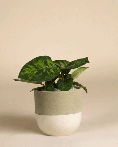 Eine Homalomena 'Camouflage - feey' mit auffällig gemusterten Blättern sitzt in einem zweifarbigen beigen und cremefarbenen Keramiktopf vor einem schlichten, hellbraunen Hintergrund.