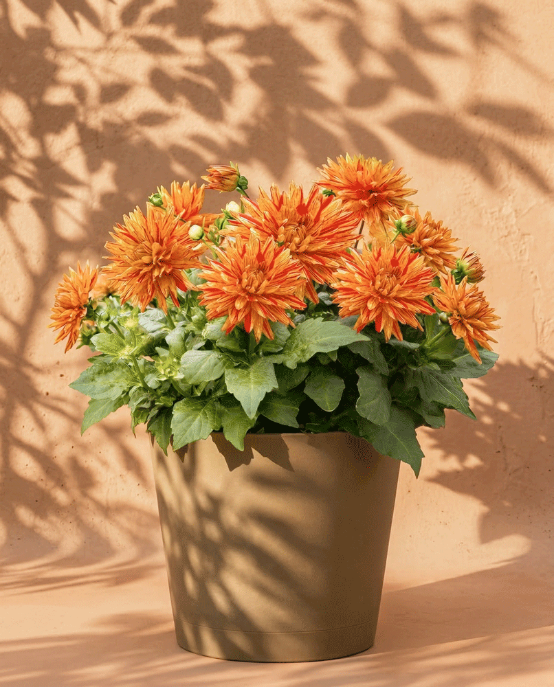 Dahlien (hellorange)