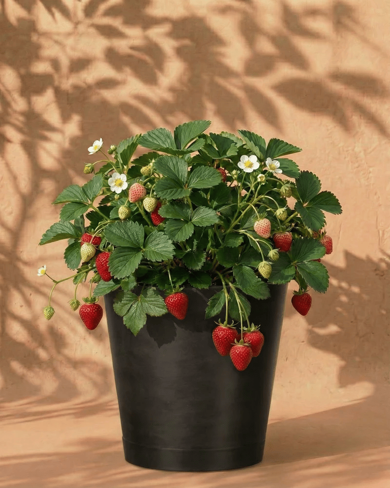 Ein schwarzer Topf hält eine üppige Erdbeerpflanze (Wurzelstock) mit grünen Blättern, kleinen weißen Blüten und reifen roten Früchten vor einem beigen Hintergrund mit Blattschatten.