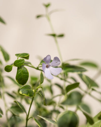 Detailaufnahme vom Vinca Minor