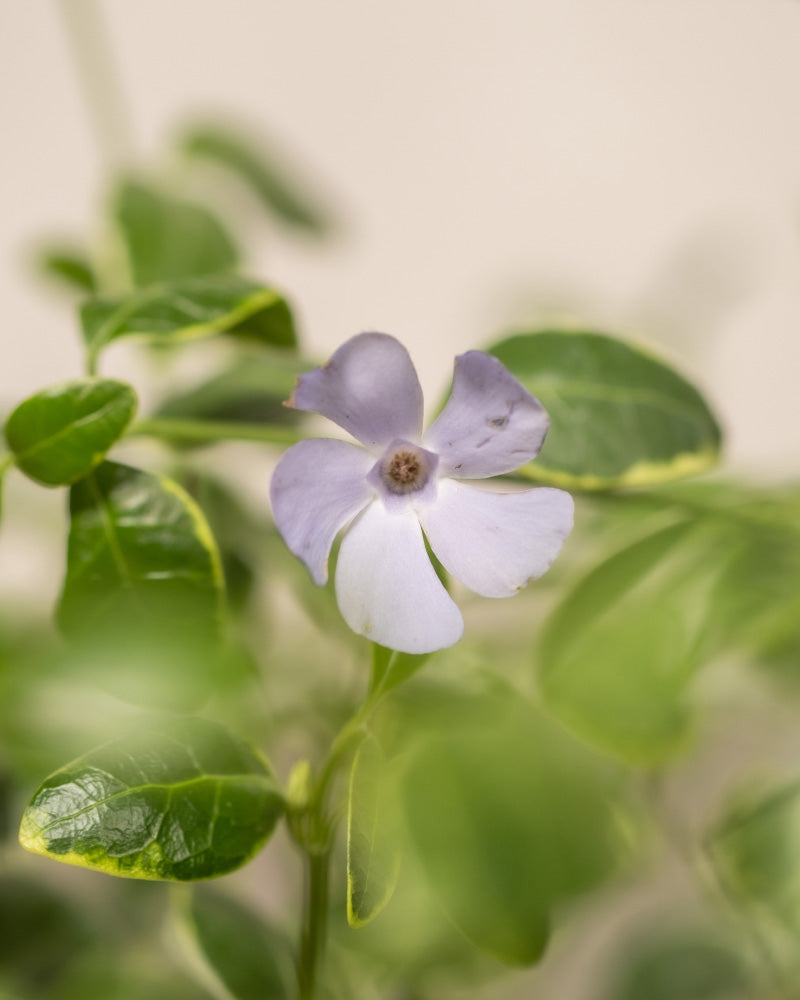 Detailaufnahme vom Vinca Minor Blüte