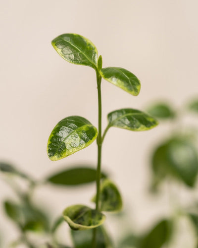 Detailaufnahme vom Vinca Minor