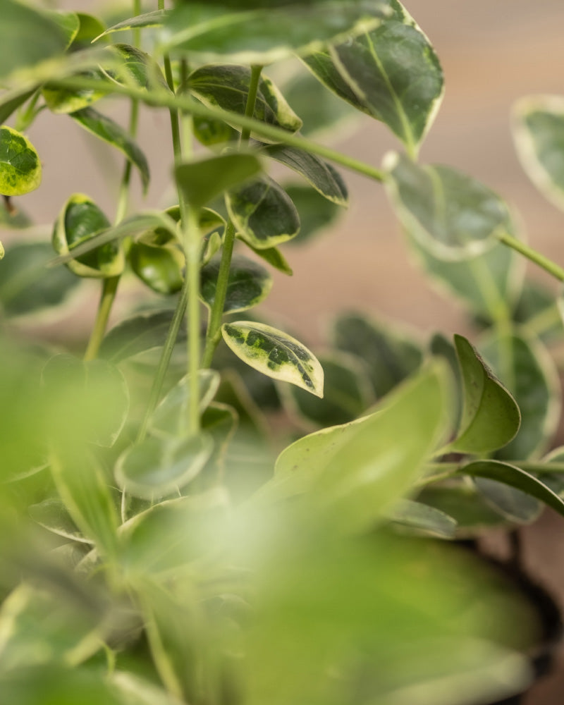 Detailaufnahme vom Vinca Minor blätter