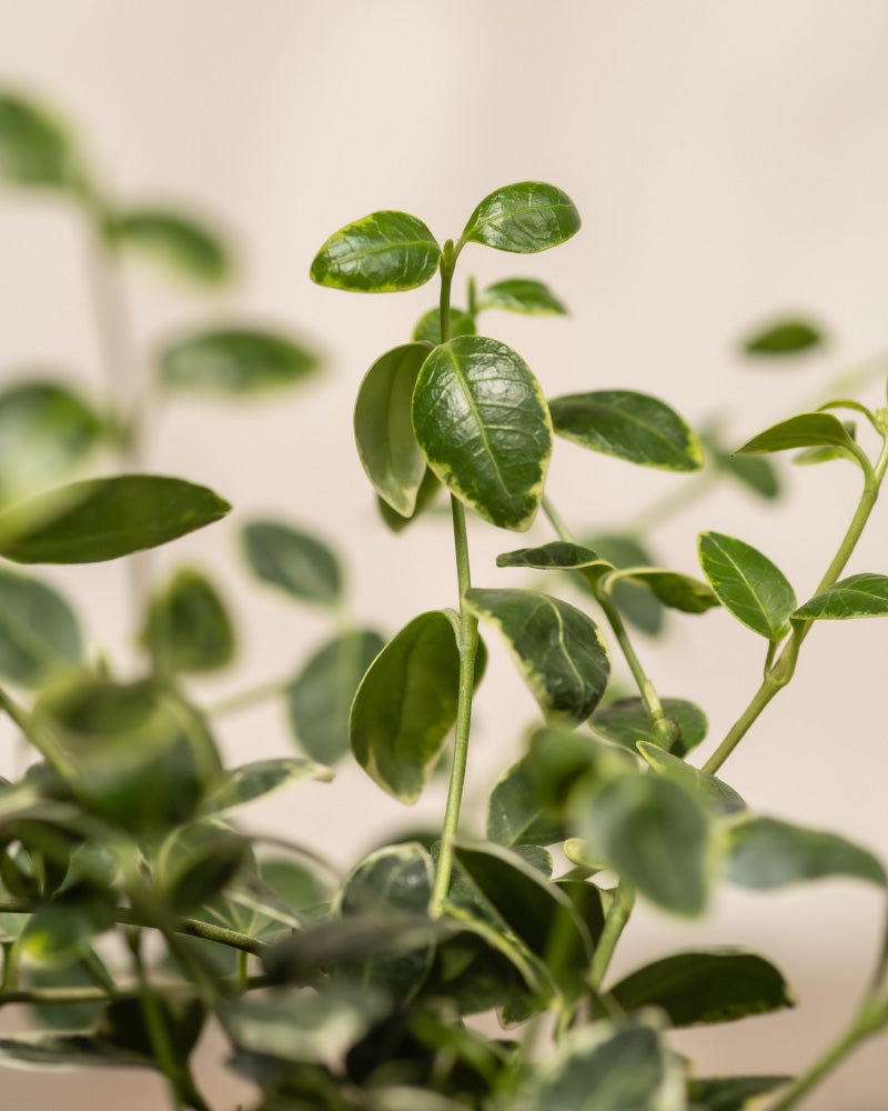 Detailaufnahme vom Vinca Minor