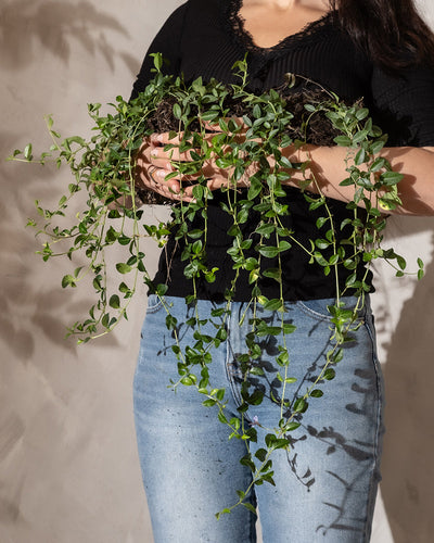Eine Person in einem schwarzen Top und Bluejeans hält sanft eine Vinca minor (6er-Set) mit üppigen, herabhängenden grünen Ranken vor einer hellen Wand.