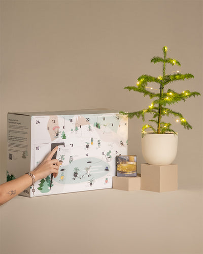 Weihnachts-Set