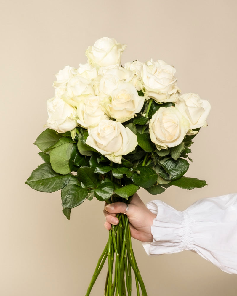 Eine Person in einem weißen langärmeligen Oberteil hält einen Strauß Weißer Rosen, die als Symbol für Ehrlichkeit und Respekt bekannt sind, mit grünen Blättern vor einem schlichten beigen Hintergrund.