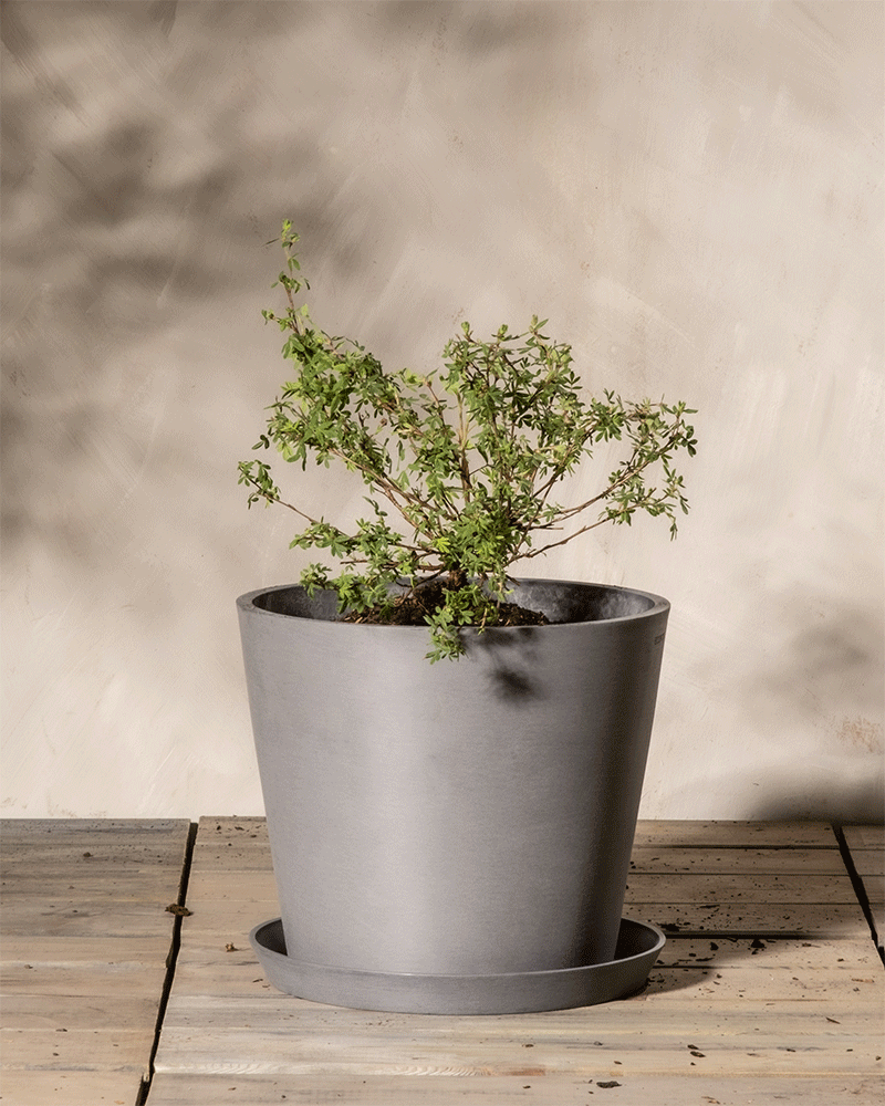 Ein kleiner Weißer Fingerstrauch in einem großen grauen Pflanzgefäß steht auf einer Holzfläche. Sanftes Licht wirft sanfte Schatten auf die beige Wand dahinter und schafft eine ruhige Atmosphäre. Zarte Blüten setzen Farbtupfer in die ruhige Szene.