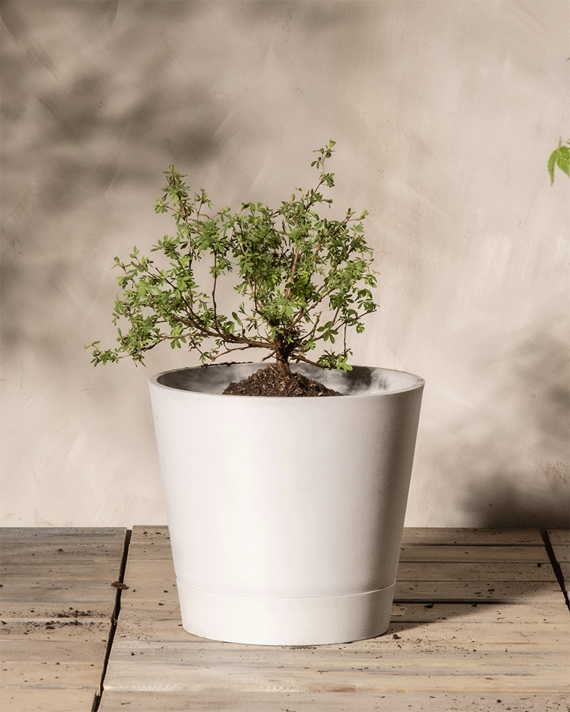 Ein kleiner Weißer Fingerstrauch mit dünnen Zweigen und grünen Blättern wächst in einem weißen Topf auf einer Holzoberfläche vor einem strukturierten Hintergrund. Sonnenlicht erzeugt natürliche Schatten, die die Robustheit dieser winterharten Pflanze unterstreichen und der Szene Wärme verleihen.