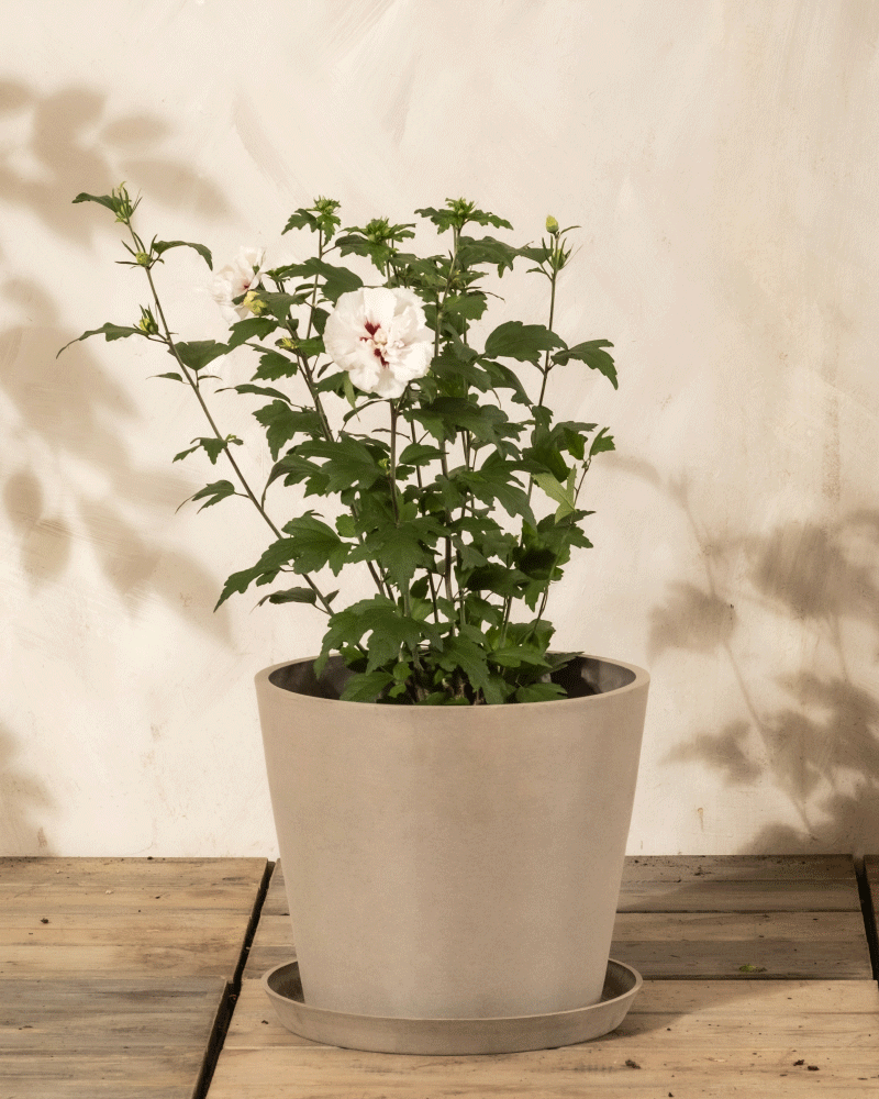 Ein Weißer Hibiskus mit grünen Blättern und weißen Blüten in einem beigen Topf mit Untertasse sitzt auf einem Holzboden an einer hellen Wand, hinter der das Sonnenlicht weiche Schatten wirft.