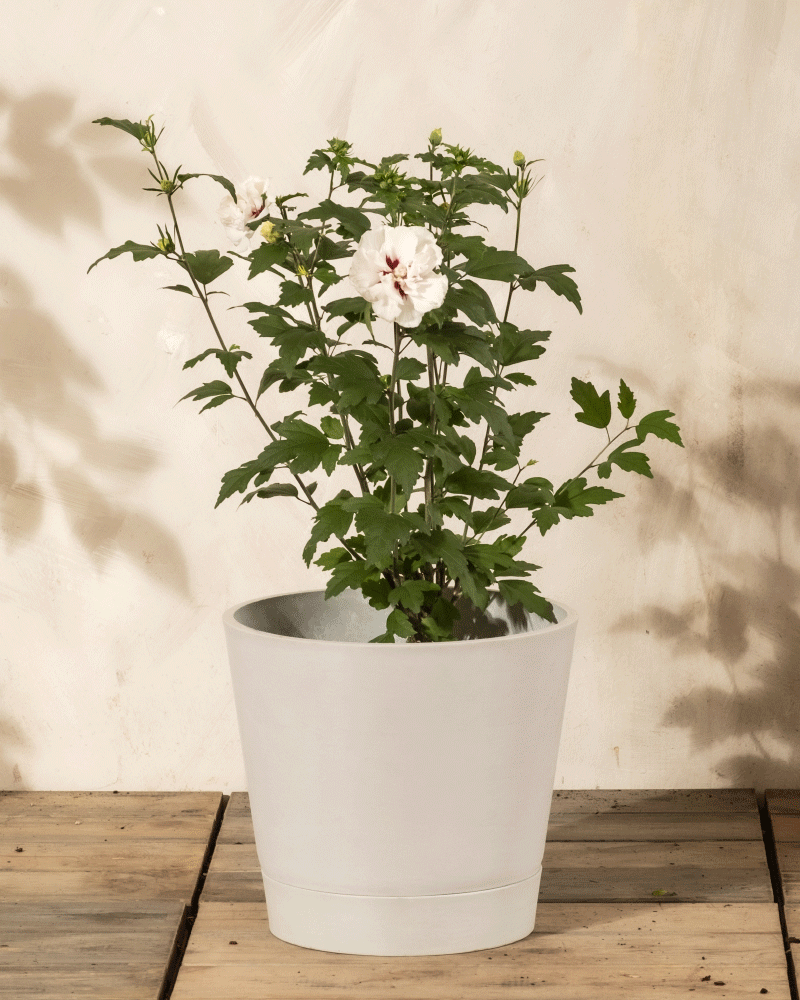 Ein Weißer Hibiskus mit grünen Blättern und weißen Blüten sitzt in einem Topf auf einer hölzernen Fläche vor einer hellen Wand.