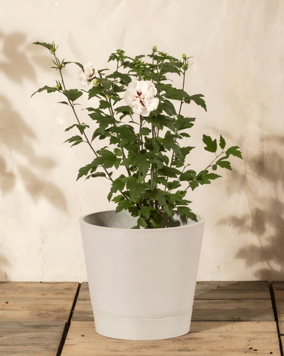 Ein Weißer Hibiskus mit grünen Blättern und weißen Blüten sitzt in einem Topf auf einer hölzernen Fläche vor einer hellen Wand.