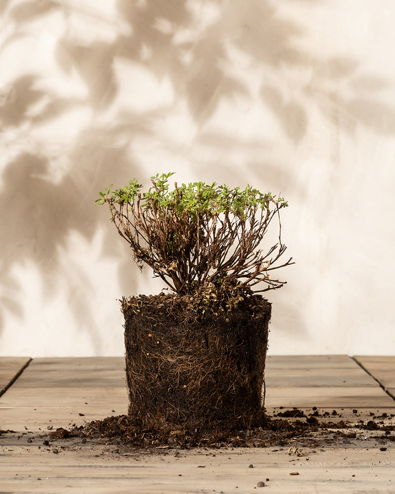 Ein kleiner Weißer Fingerstrauch mit spärlichen grünen Blättern und zarten Blüten steht aufrecht, die Wurzeln sind freigelegt und mit Erde bedeckt. Er steht auf einer Holzoberfläche. Weiche Schatten des Laubes werfen sich auf den cremefarbenen Hintergrund.