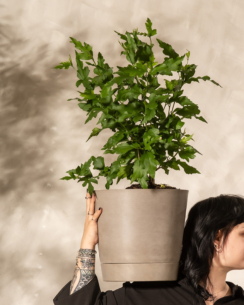 weiße Hibiskuspflanze in einem von einer Frau gehaltenen Topf