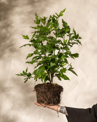 weißer Hibiskus ohne Topf mit der Hand gehalten