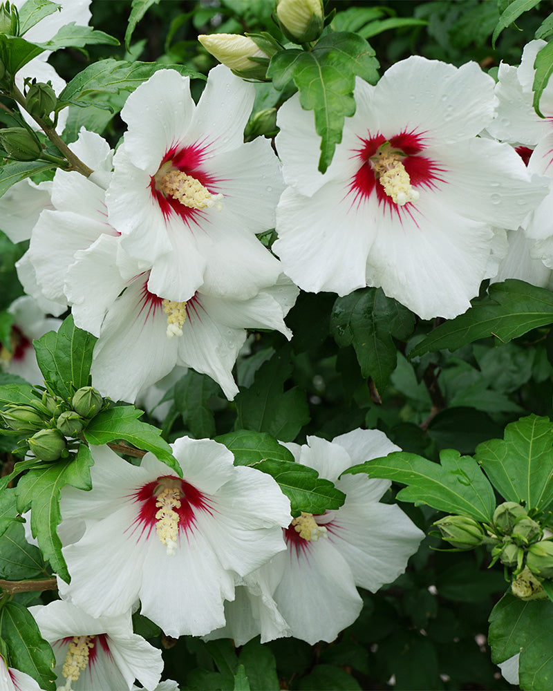 weiße Hibiskusblüten