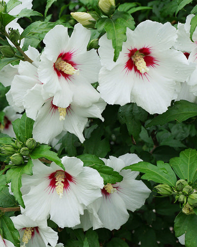 weiße Hibiskusblüten