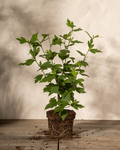weißer Hibiskus ohne Töpfe auf Holzböden