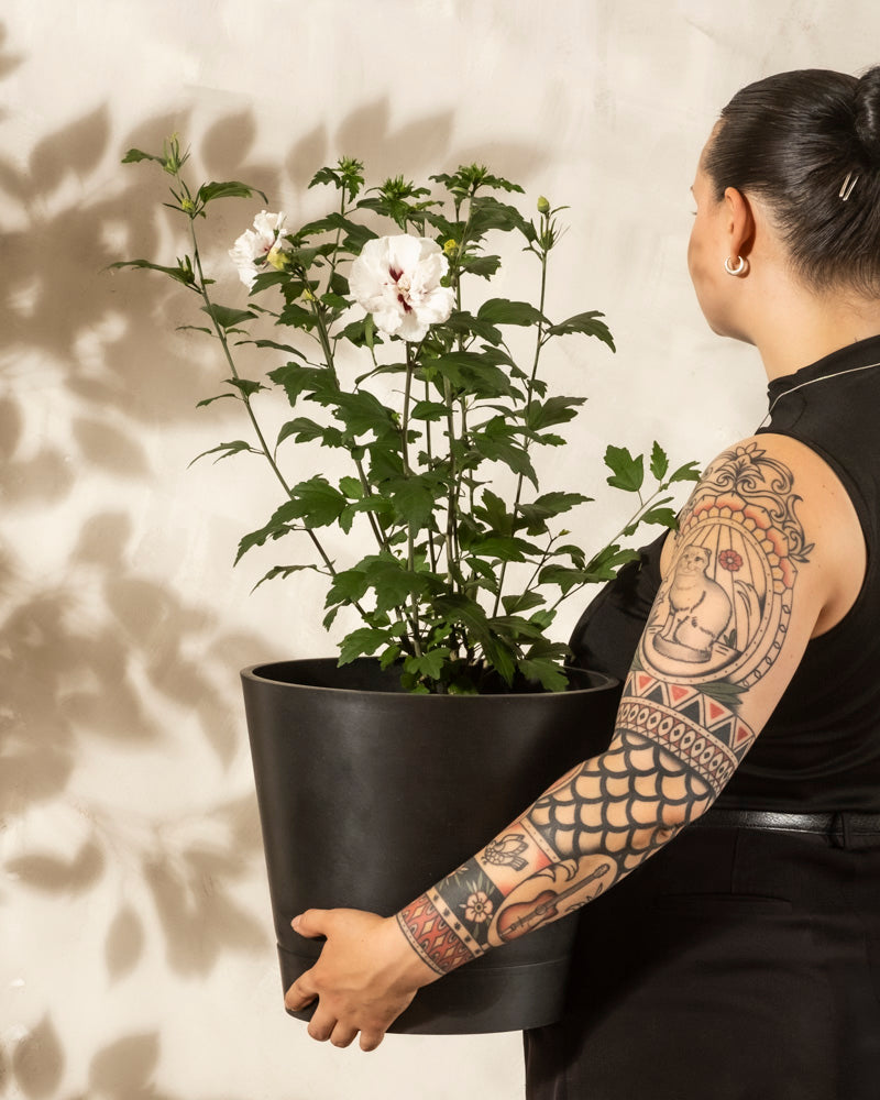 Eine Person mit einem tätowierten Arm hält einen großen schwarzen Topf mit dem Weißen Hibiskus, dessen weiße Blüten leuchtend sind, vor einer hellen Wand, an der die Schatten der Pflanzen tanzen.