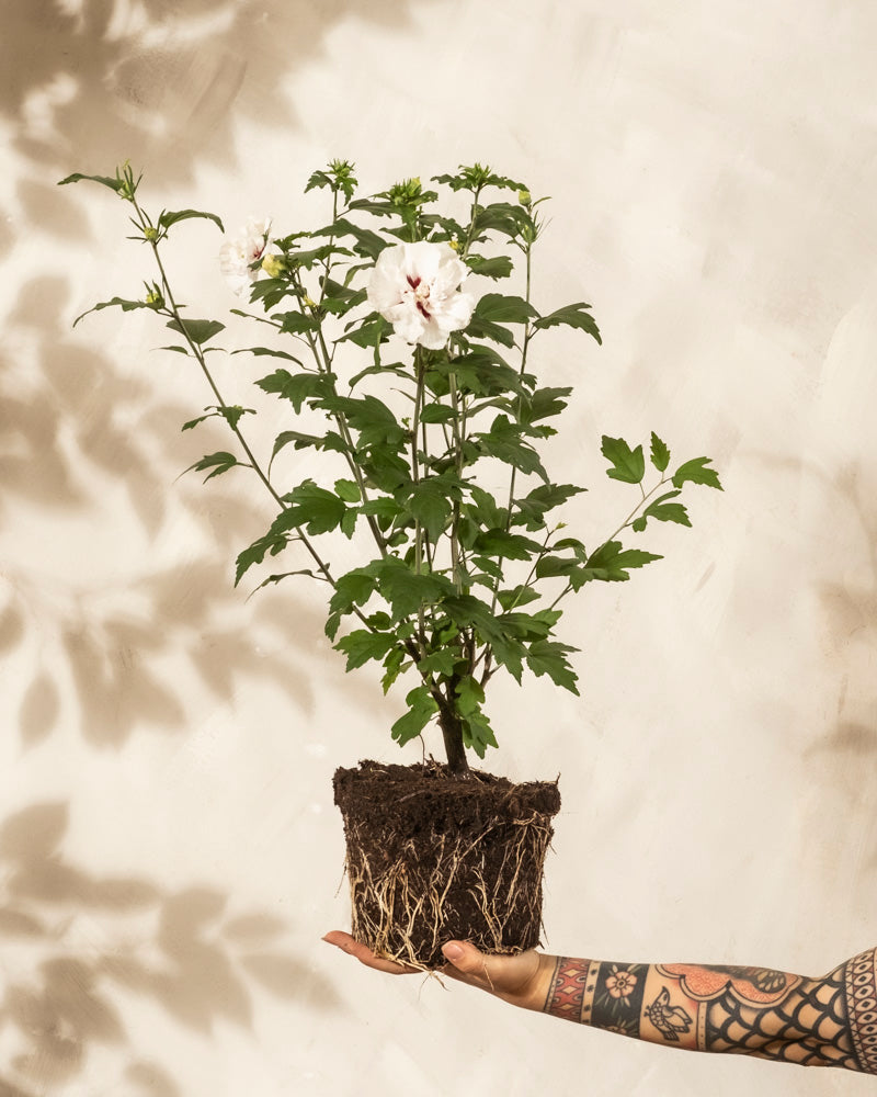 Ein tätowierter Arm hält einen getöpferten Weißen Hibiskus mit freiliegenden Wurzeln, grünen Blättern und weißen Blüten vor einem beigen Hintergrund mit weichen Schatten.