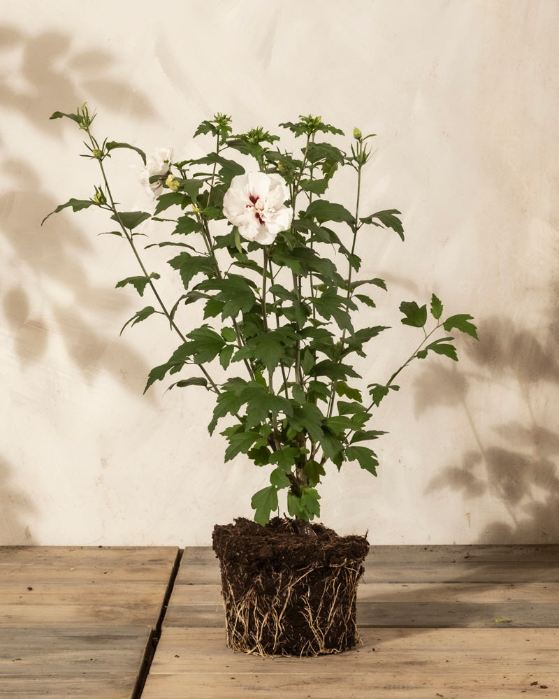 Ein getöpferter Weißer Hibiskus mit freiliegenden Wurzeln sitzt auf einer Holzfläche und zeigt grüne Blätter und weiße Blüten mit rosafarbenen Zentren vor einem schlichten, hellen Hintergrund.