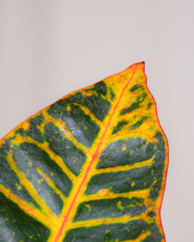Detailaufnahme Wunderstrauch 'Petra', dunkle Blätter mit orangeroter Färbung.