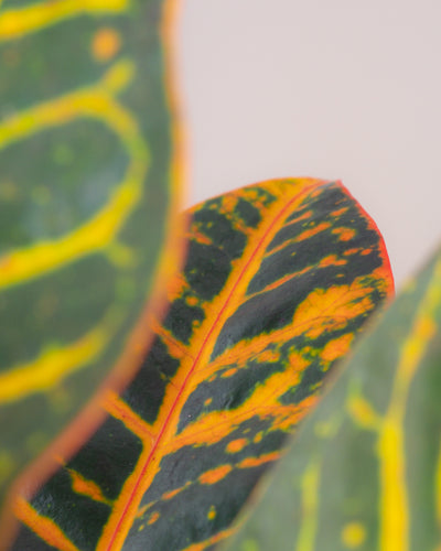 Detailaufnahme Wunderstrauch 'Petra', dunkle Blätter mit orangeroter Färbung.