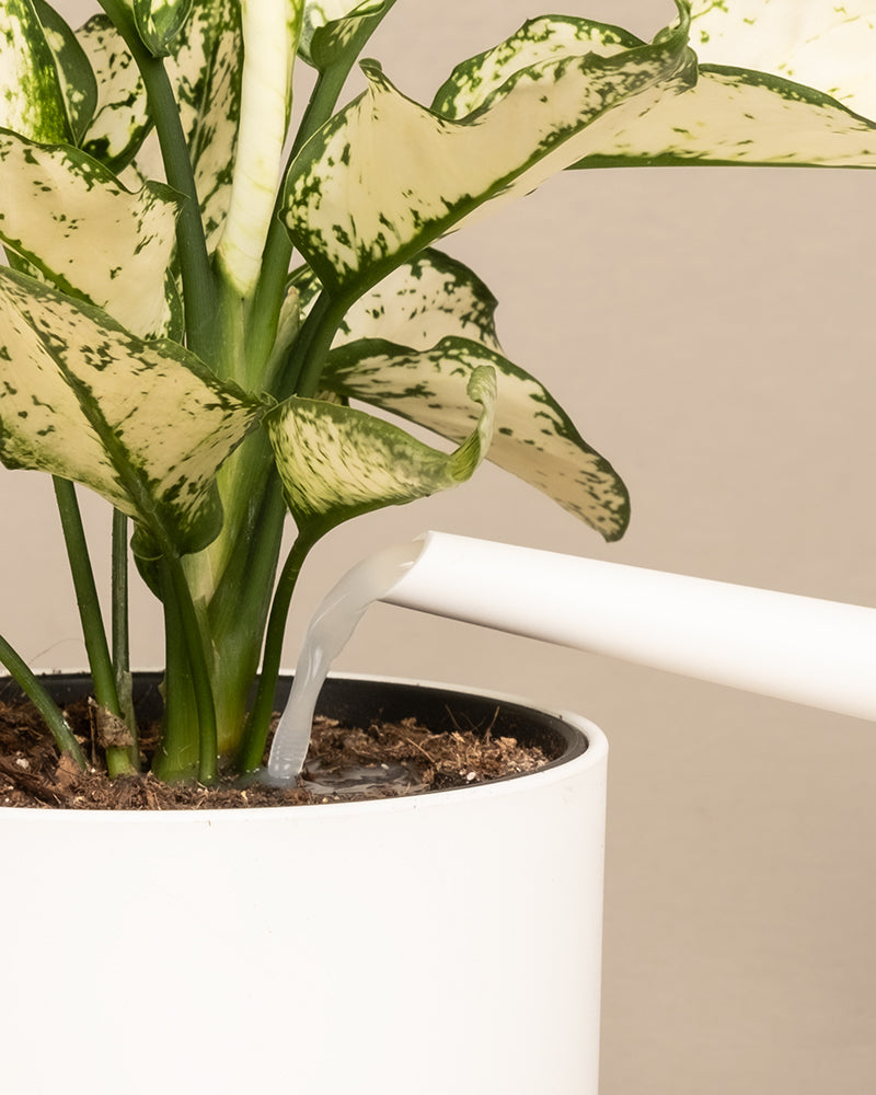 Nahaufnahme einer Pflanze mit grünen und weißen Blättern in einem weißen Topf, die mit Wurzelbooster aus einer weißen Gießkanne gegossen wird, um gesundes Pflanzenwachstum zu unterstützen.