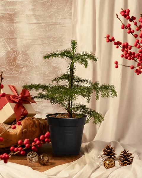 Eine Zimmertanne im Topf sorgt als Weihnachtsbäumchen für einen nachhaltigen Touch, umgeben von festlichen Tannenzapfen, Geschenkkartons, roten Beeren und Ornamenten, mit beigen Vorhängen als Hintergrund.