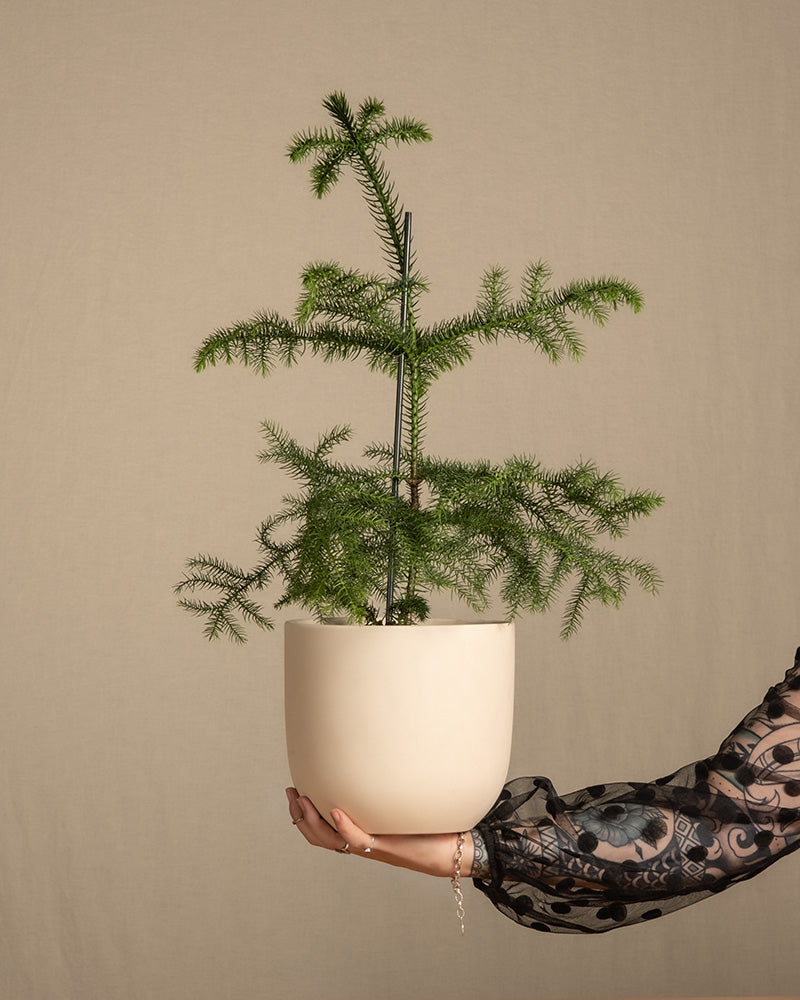 Eine Hand, welche den Weihnachtsbaum im Topf mit weissem Keramik Topf hält