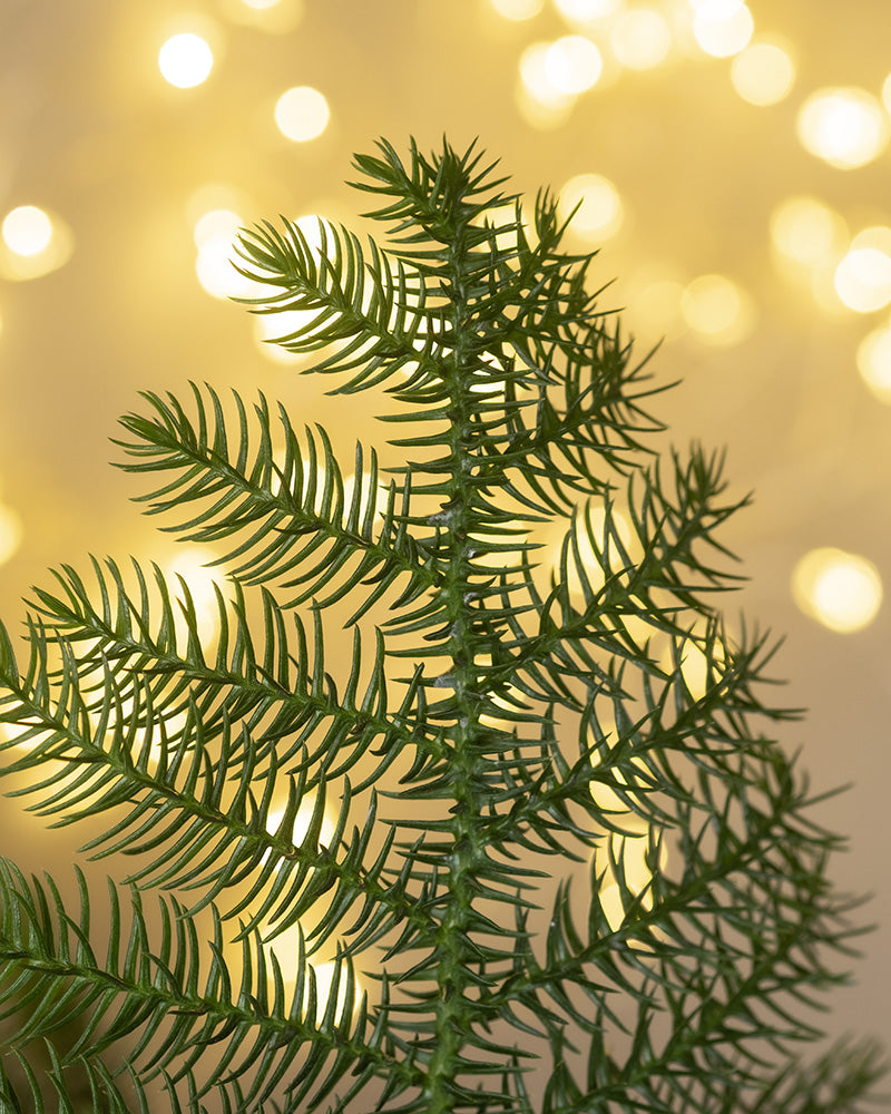 Detailaufnahme von Weihnachtsbaum mit Lichterkette im Hintergrund